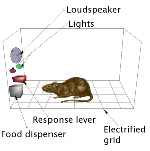 An example of a Skinner Box Attribution: Wiki user AndreasJS